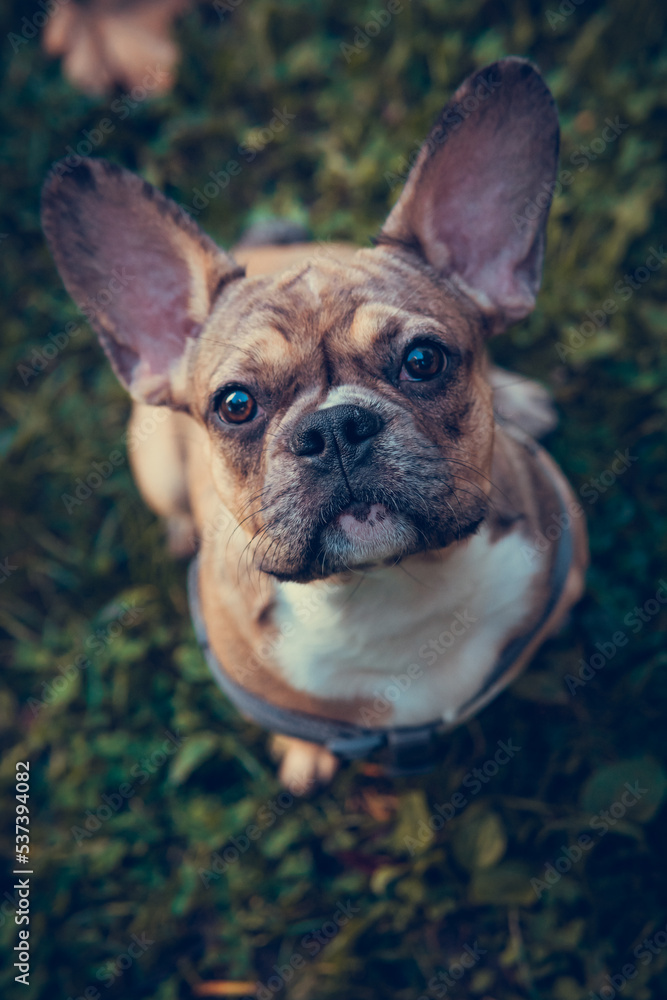 Portrait of cute french bulldog puppy, outdoors. Healthy and active pet