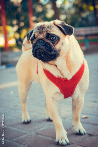Portrait of cute pug puppy, outdoors. Healthy and active pet