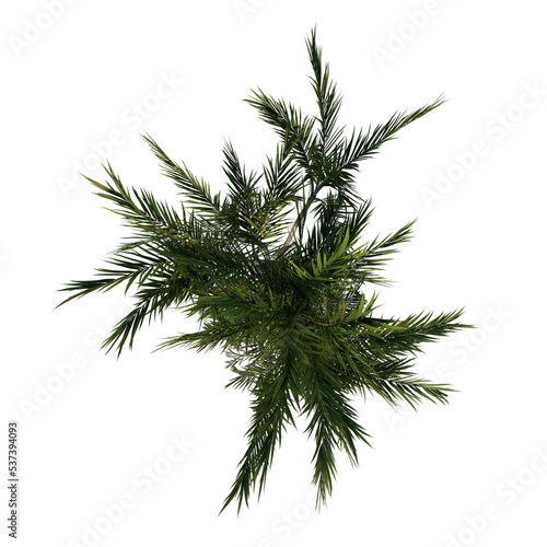 Top view tree (Adolescent Butterfly Palm Areca tree 2 ) png
