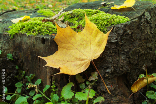 Close Up yellow orange fallen maple leaf on rock stone with green moss in the park forest. Natural foliage. Fall concept. Nature background. Autumn mood. Autumn wallpaper. Sunny autumn day © Wombat-Studio
