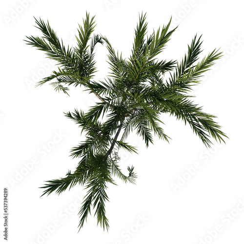 Top view tree ( Butterfly Palm Areca tree 1 ) png