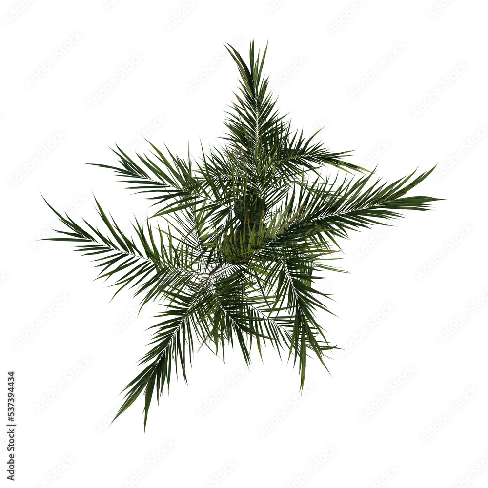 Top view tree (Young Butterfly Palm Areca tree 1 ) png