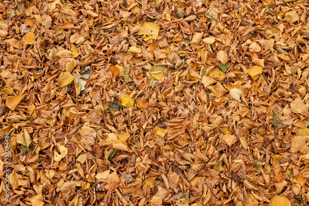 11 October 2022. Forres, Moray, Scotland. This is and area of Grant Park in Forres where the trees leaves are changing colour and falling.