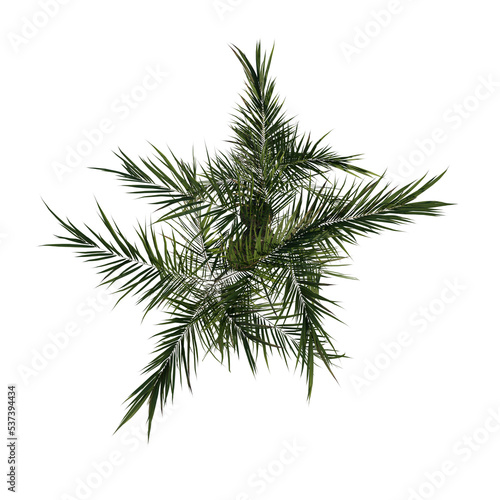 Top view tree (Young Butterfly Palm Areca tree 1 ) png