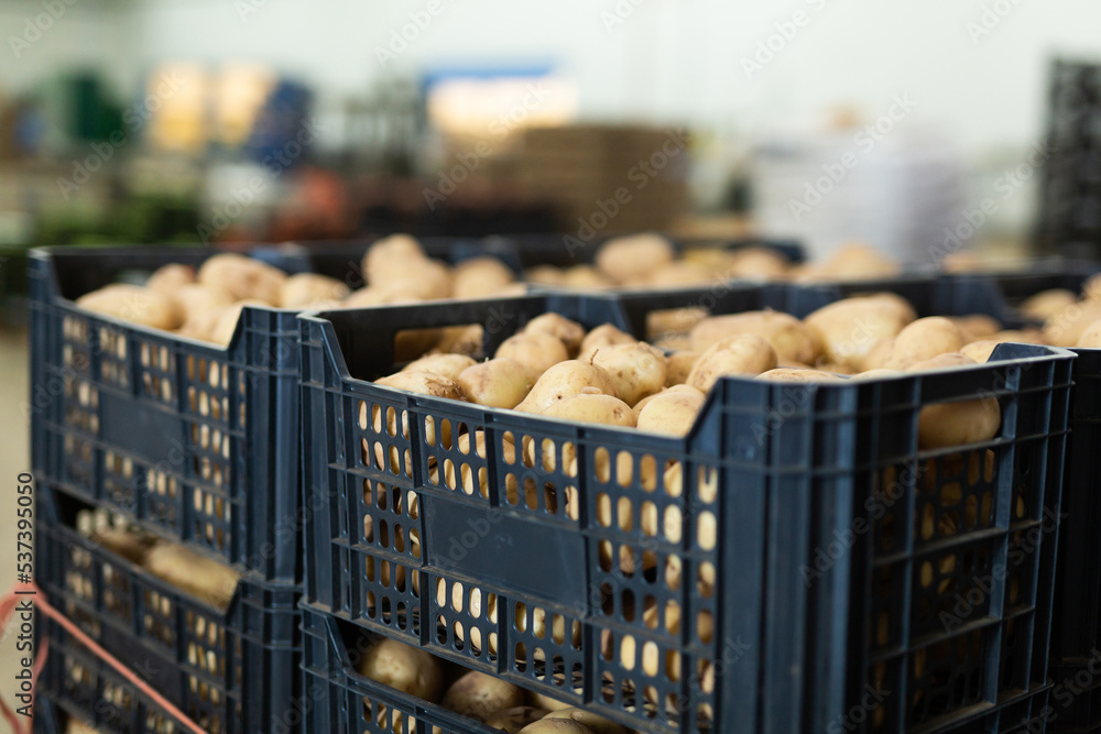 Freshly picked potatoes in crates. Close-up image..