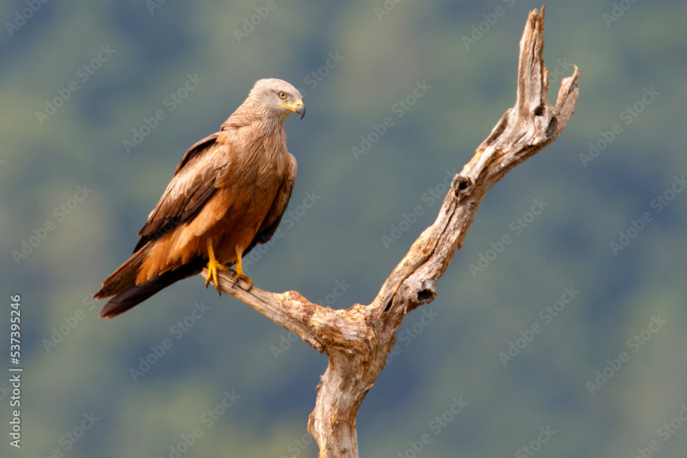 Kania czarna, kania brunatna (Milvus migrans) Kania czarna, kania brunatna (Milvus migrans)
