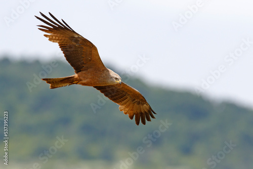 Kania czarna, kania brunatna (Milvus migrans)