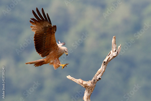 Kania czarna, kania brunatna (Milvus migrans)