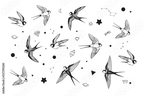 swallow bird vector illustrations set.