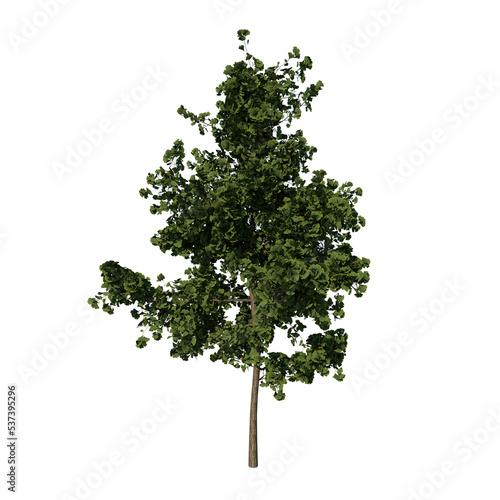 Front view tree ( Young Gingkgo Biloba tree 1 ) png