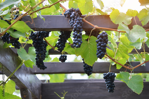 Fototapete Red varietal wine grape clusters on the vine