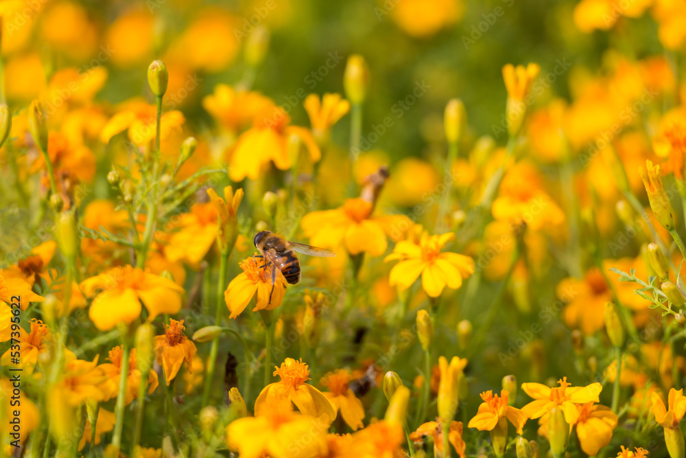 natural floral background, small yellow flowers on the field. a bee pollinates a flower. natural floral background, small yellow flowers on the field. a bee pollinates a flower.