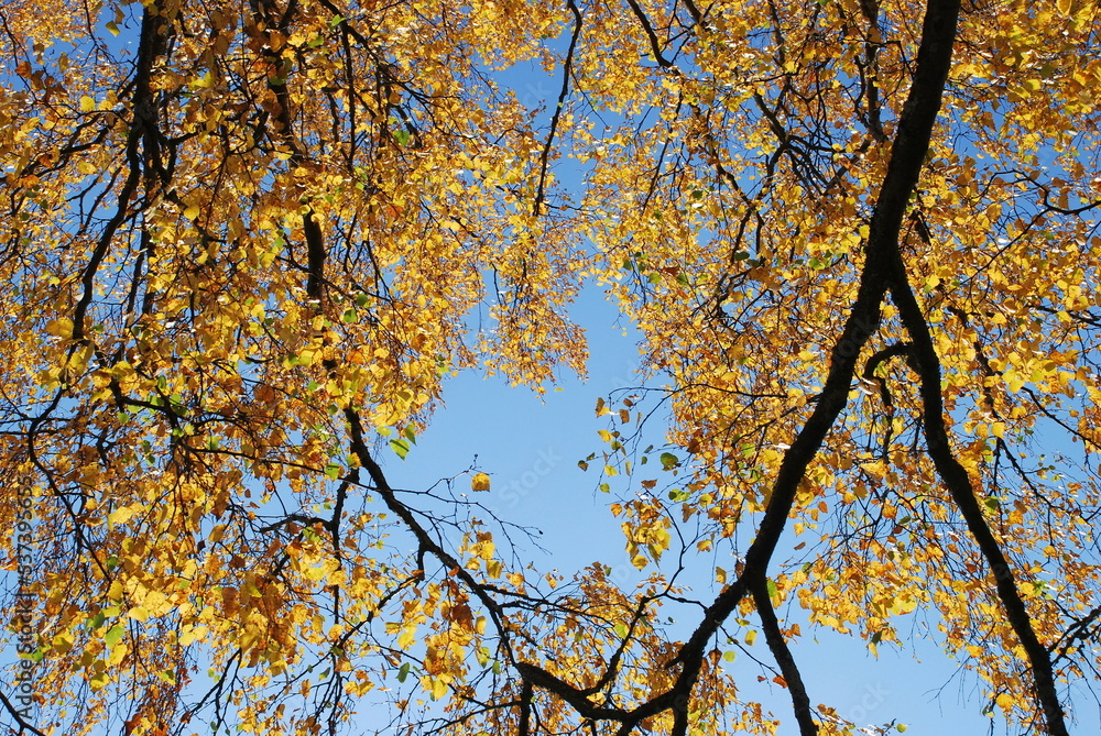 Long branches with yellow foliage. A bottom-up look at the large long black branches of trees growing nearby. They have yellow and brown leaves that fall off. Long branches with yellow foliage. A bottom-up look at the large long black branches of trees growing nearby. They have yellow and brown leaves that fall off.