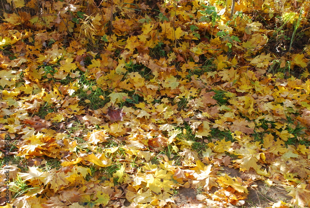 Yellow leaves on green grass. Autumn sunny day on the green short grass are fallen yellow, brown and red leaves of trees. Leaves covered the ground in a continuous carpet.