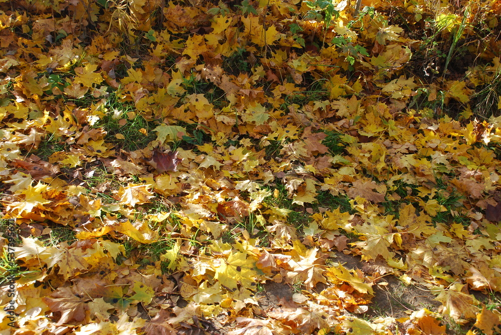 Yellow leaves on green grass. Autumn sunny day on the green short grass are fallen yellow, brown and red leaves of trees. Leaves covered the ground in a continuous carpet. Yellow leaves on green grass. Autumn sunny day on the green short grass are fallen yellow, brown and red leaves of trees. Leaves covered the ground in a continuous carpet.
