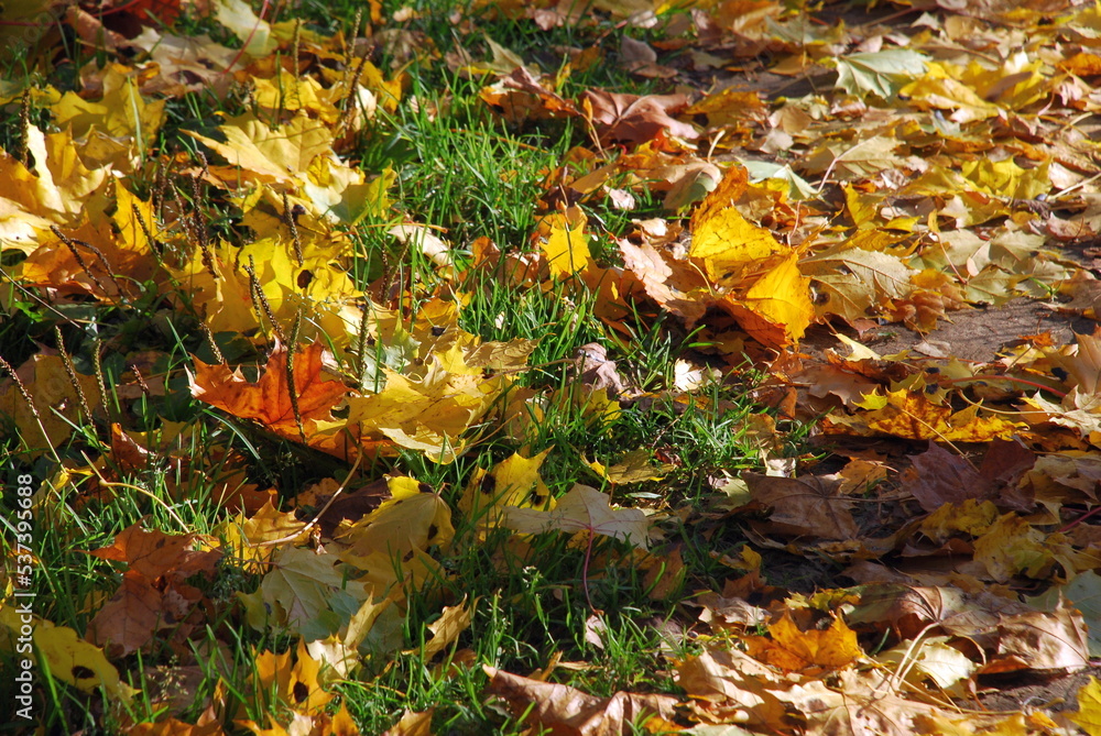 Obraz premium Yellow leaves on green grass. Autumn sunny day on the green short grass are fallen yellow, brown and red leaves of trees. Leaves covered the ground in a continuous carpet.