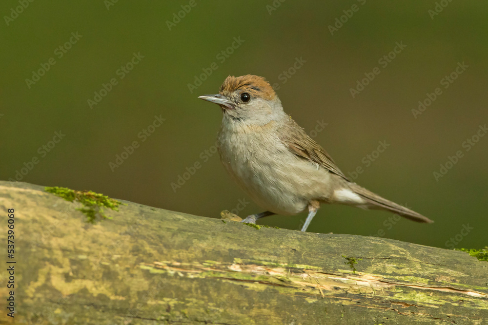Kapturka, pokrzewka czarnołbista, pokrzewka czarnogłowa (Sylvia atricapilla) Kapturka, pokrzewka czarnołbista, pokrzewka czarnogłowa (Sylvia atricapilla)