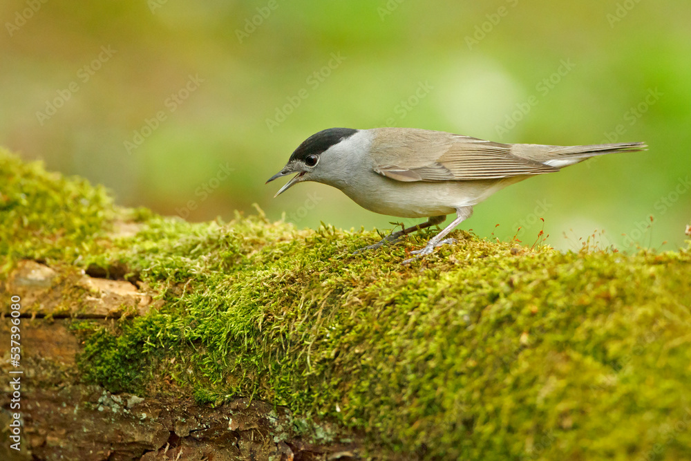 Kapturka, pokrzewka czarnołbista, pokrzewka czarnogłowa (Sylvia atricapilla) Kapturka, pokrzewka czarnołbista, pokrzewka czarnogłowa (Sylvia atricapilla)