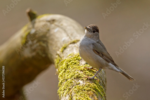 Kapturka, pokrzewka czarnołbista, pokrzewka czarnogłowa (Sylvia atricapilla)