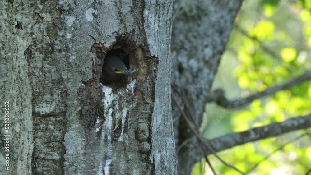 Juvenile Starling, Sturnus vulgaris waiting for food in a nesting hold in an old Alder tree on a spring morning in Estonia Juvenile Starling, Sturnus vulgaris waiting for food in a nesting hold in an old Alder tree on a spring morning in Estonia