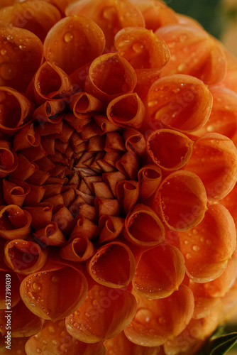 orange dahlia flower closeup