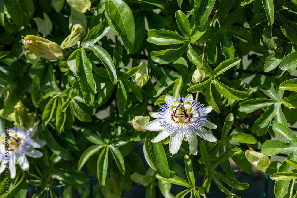 Gardening, landscaping. Flowers of Passiflora Passiflora caerulea . Beautiful passion fruit flowers or Passiflora Passiflora decorates metal fence. Gardening, landscaping. Flowers of Passiflora Passiflora caerulea . Beautiful passion fruit flowers or Passiflora Passiflora decorates metal fence.