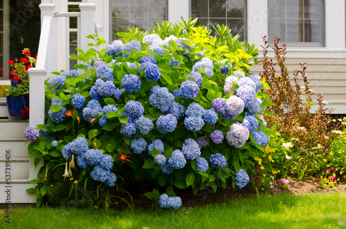 Blue Hydrangeas. Cape Cod. Wellfleet, Massachusetts