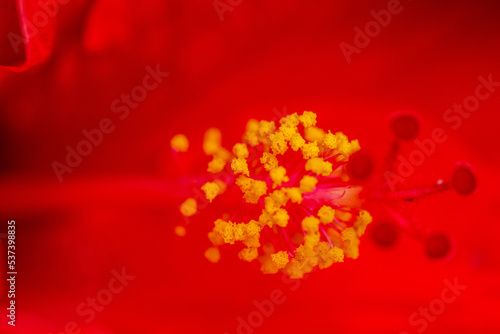 Hibiscus rosa-sinensis pertenece a la familia Malvaceae. photo