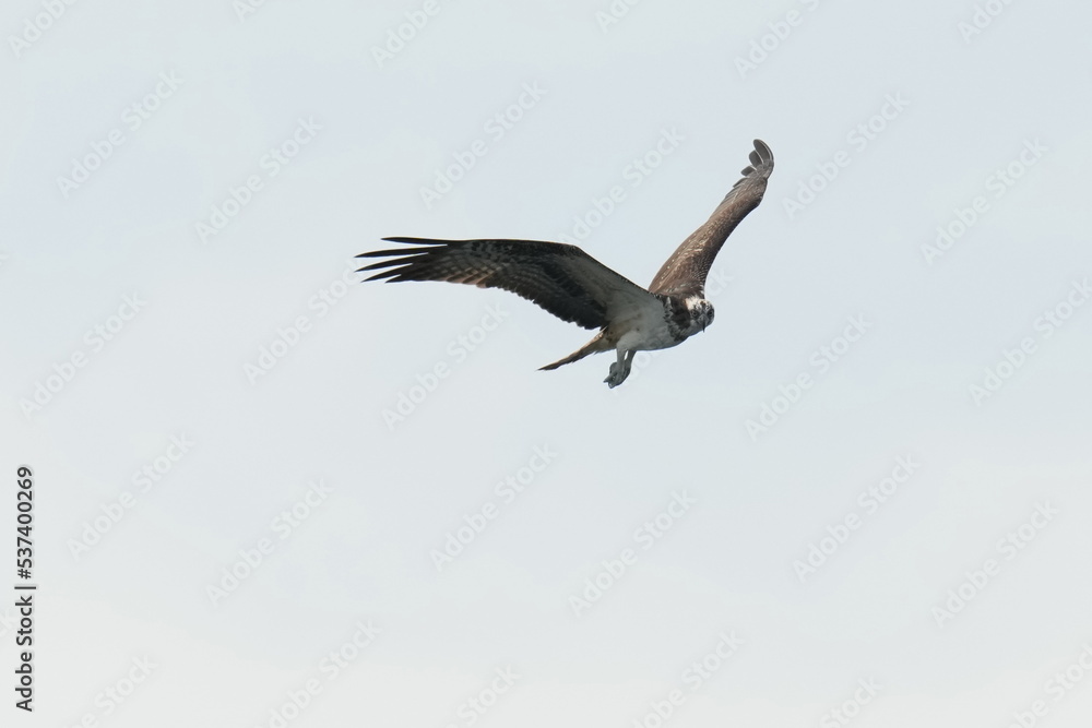 osprey is hunting a fish in a seashore osprey is hunting a fish in a seashore