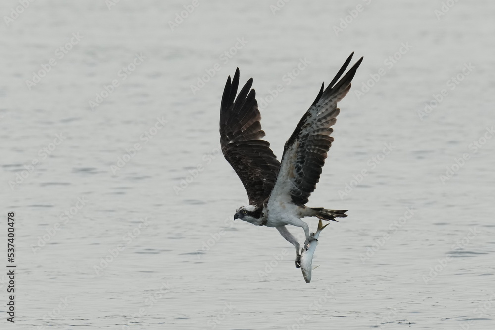 osprey is hunting a fish in a seashore