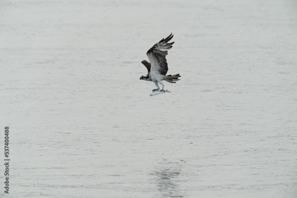 osprey is hunting a fish in a seashore