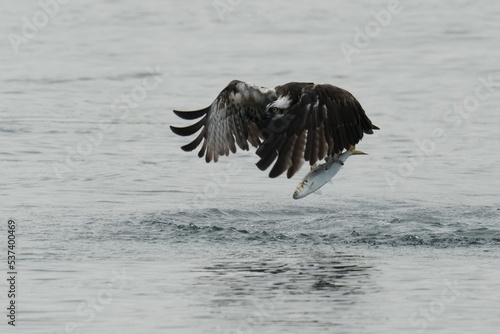 osprey is hunting a fish in a seashore