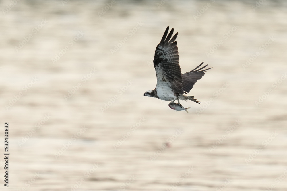 osprey is hunting a fish in a seashore osprey is hunting a fish in a seashore