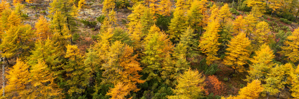 Aerial view of an autumn larch forest on a mountain slope. Top view of larch trees with yellow crowns. Beautiful northern nature. Autumn season. Natural background is great for design. Wide panorama.