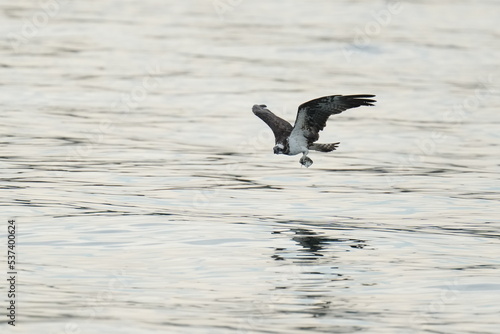 osprey is hunting a fish in a seashore