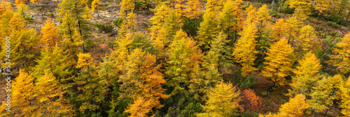 Aerial view of an autumn larch forest on a mountain slope. Top view of larch trees with yellow crowns. Beautiful northern nature. Autumn season. Natural background is great for design. Wide panorama.