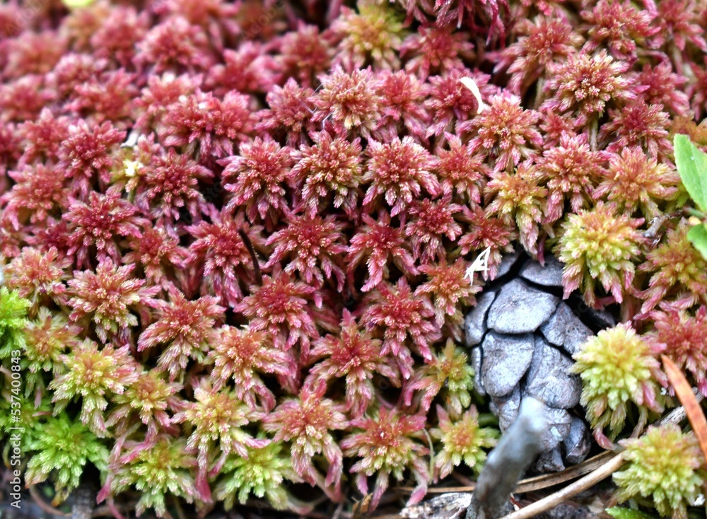 Red and green moss with pinecone 