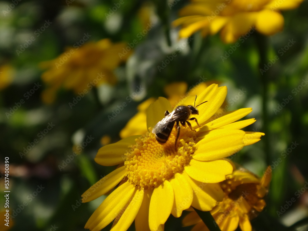 Small furrow bee (Lasioglossum sp.) sitting on a bright yellow corn marigold flower Small furrow bee (Lasioglossum sp.) sitting on a bright yellow corn marigold flower