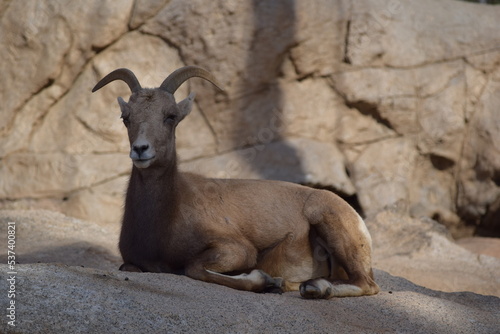 Mountain Goat