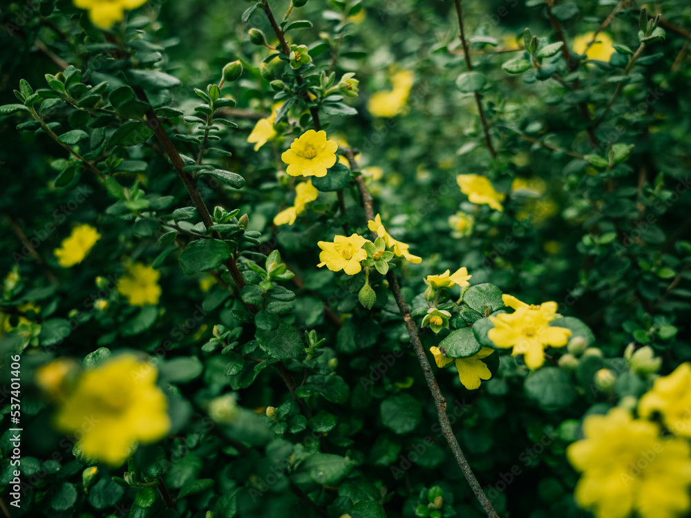 Fototapeta premium yellow flowers in the garden