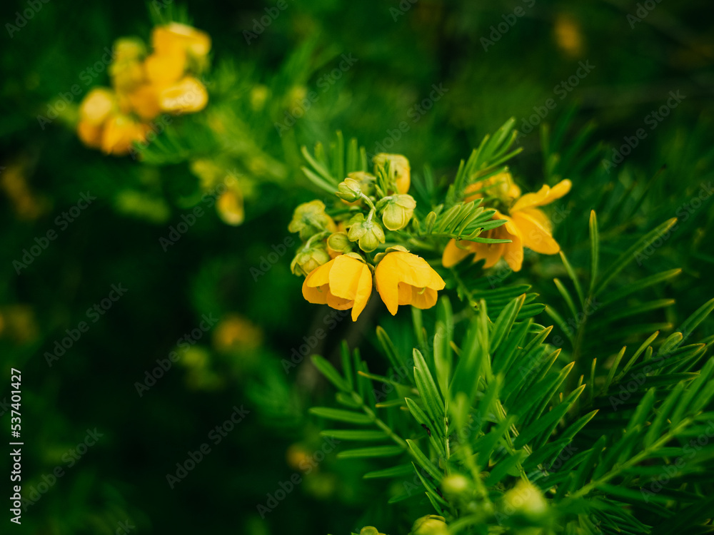Fototapeta premium yellow flowers