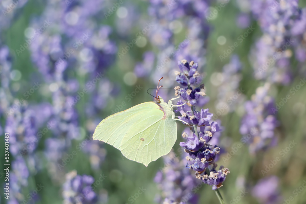 Beautiful butterfly in lavender field on sunny day, closeup Beautiful butterfly in lavender field on sunny day, closeup