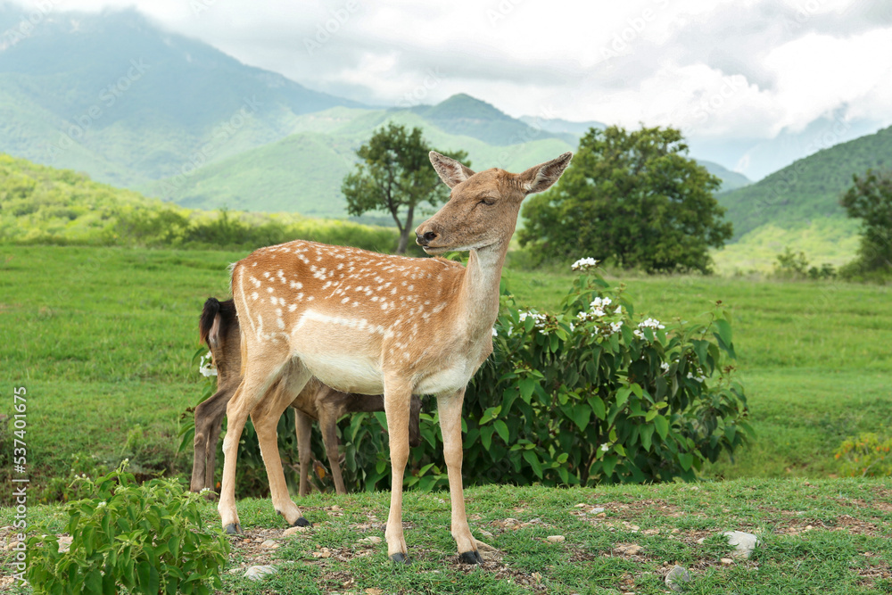 Naklejka premium Beautiful deer on green grass in safari park