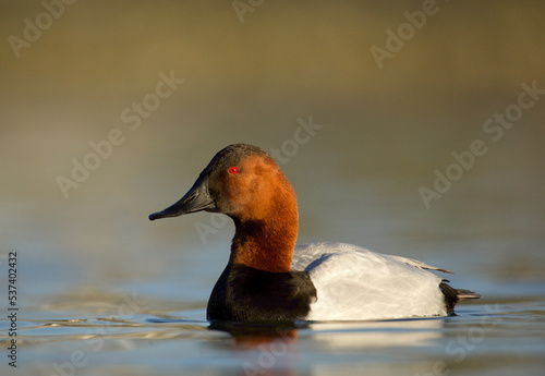 Canvasback drake in full breeding plumage afloat on Chesapeake Bay tributary in beautiful golden hour sunlight photo