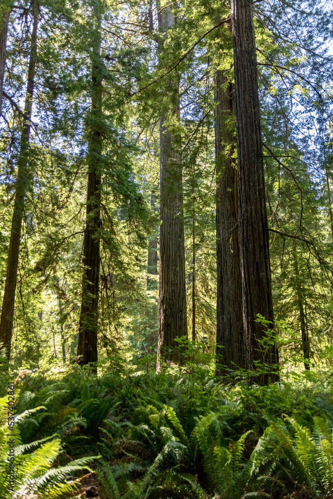 Redwood Tree at Lady Bird Grove in Prairie Creek Redwood State Park Redwood Tree at Lady Bird Grove in Prairie Creek Redwood State Park
