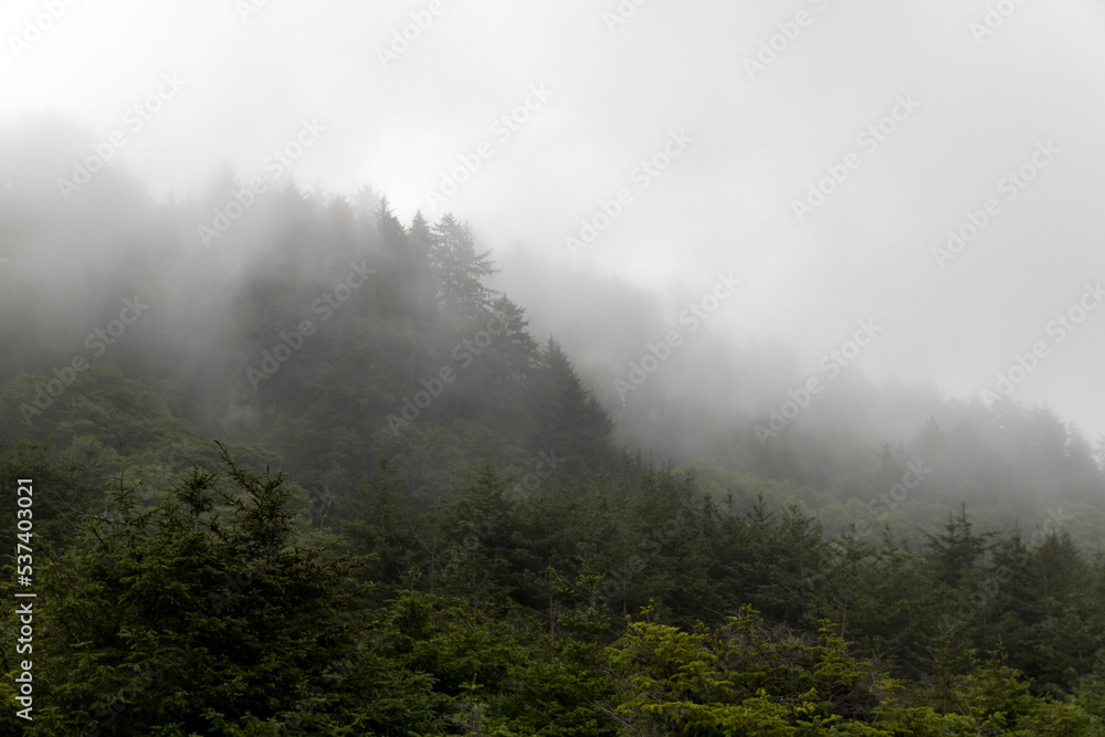 Foggy landscape at Prairie Creek Redwoods State Park in California Foggy landscape at Prairie Creek Redwoods State Park in California