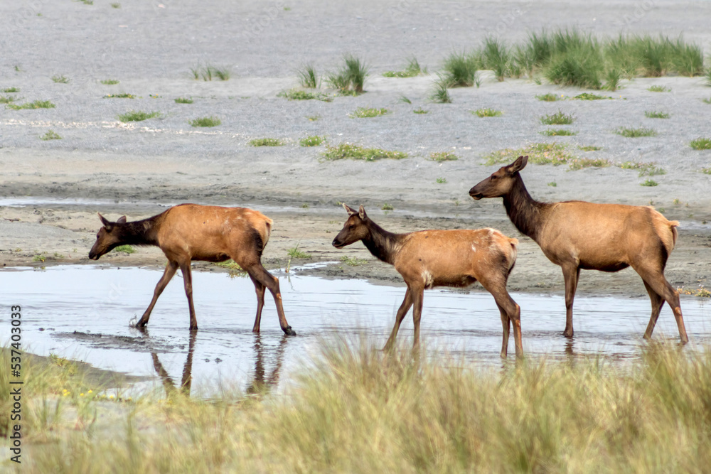 Elk on Gold Bluffs Beach at Prairie Creek Redwoods State Park in California Elk on Gold Bluffs Beach at Prairie Creek Redwoods State Park in California