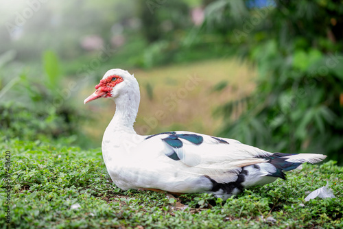 White Duck sitting on the grass. animals farming concept