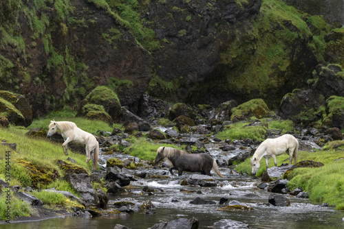 Herd of Icelandic horses crossing a stream