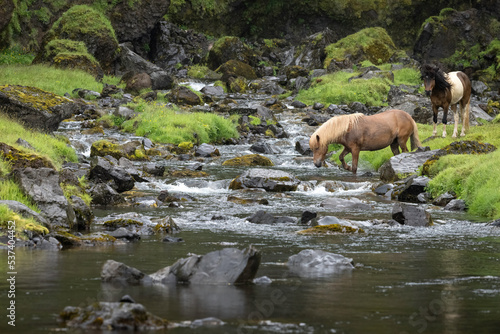 Two Icelandic horses near a mountain stream